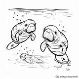 Manatee Coloring Pages  Free & Printable sketch template
