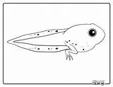 Tadpole Coloring Pages Free PDF Printables  Simply Love sketch template