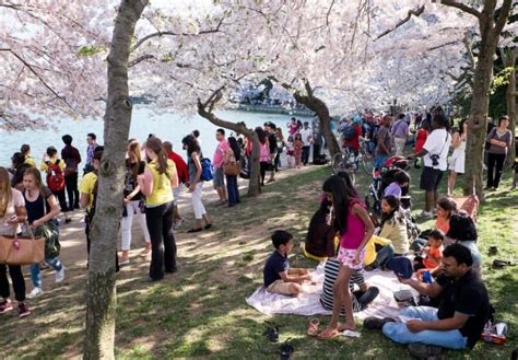 Cherry Blossom Festival 2025 Washington DC