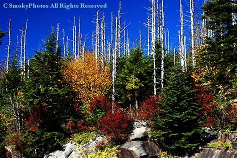 Brilliant Fall Color Near Clingmans Dome | Great smoky mountains ...