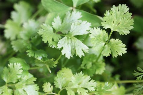 What's the health benefits of using Coriander leaves? Can it be used in ...