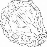 Hand Drawn brussels sprouts In Engraving Style On White Background  sketch template