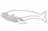 Free Printable Whale Coloring Pages For Kids  Animal Place sketch template