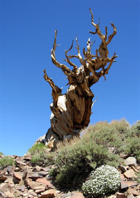 California's Superlative Trees: The Oldest
