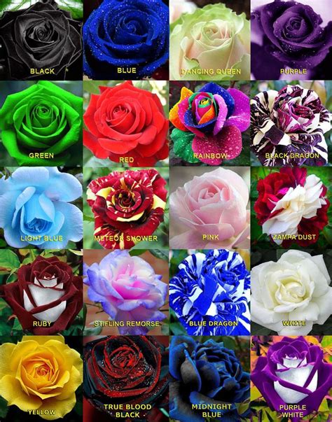 Rosen Garten & Terrasse UK Seller Free Delivery Garden Plant 50x Black Dragon Rose Flower Seeds