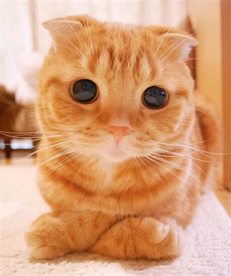 Is This The Cutest Cat In The World? Or Maybe One Of These 38 Cute Cats ...