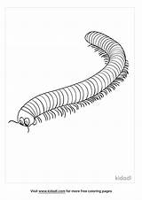 Millipede Coloring Pages sketch template