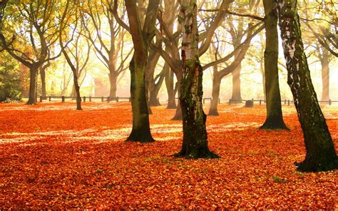 Bare maple trees with dried leaves on the ground HD wallpaper ...