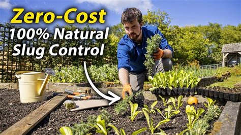 Simple Guide to Slug Control | How to Effectively Deal with Slugs in ...