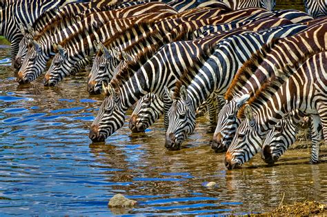 Thirsty herd of zebras | Tanzania | Doc Landis Photography