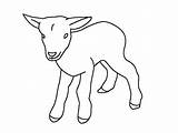 Cabra Linda Del Bebé Para Colorear Imprimir E Dibujar –ColoringOnlyCom sketch template