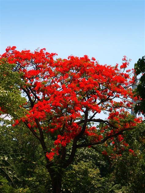 Fire tree Bright Orange, Red Orange, Beautiful Flowers Photos, Flame ...