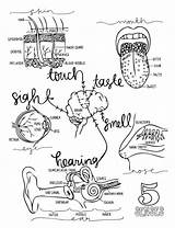 Anatomy For Kids Coloring Pages sketch template