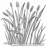 Cattail Coloring Pages Sketch Page sketch template