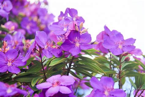 Tibouchina Granulosa Purple Princess Glory Tree/Shrub Inch Pot Sandy's Nursery Online | atelier ...