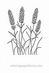 Free Printable Lavender Coloring Pages For Kids sketch template