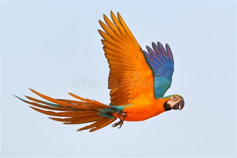 9,741 Parrot Flying Stock Photos - Free & Royalty-Free Stock Photos ...