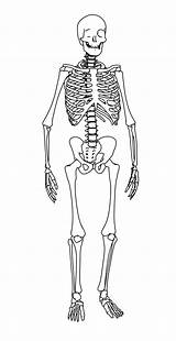 Skeleton Coloring Pages To Print Sketch Page sketch template