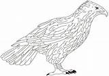 Falcon coloring Page  ColouringPages sketch template