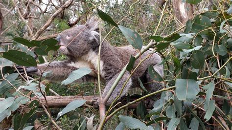 Tour of the Koala Conservation Centre on Phillip Island, Australia - YouTube