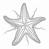 Starfish Coloring Page – Coloring Corner sketch template