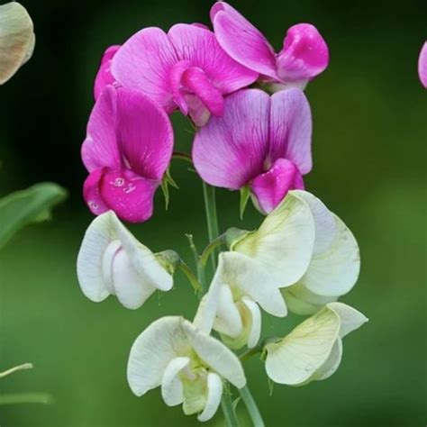 Award Winning Perennial Sweet Peas Plants - Richard Jackson Garden