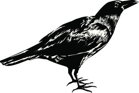 Royalty Free Raven Bird Clip Art, Vector Images & Illustrations - iStock