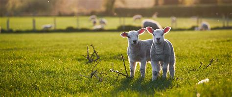 Feeling sheepish? Where to see the lambing this spring | Experience Freedom