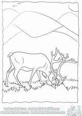 Real Life Animal Coloring Pages At GetDrawings  Free Download sketch template