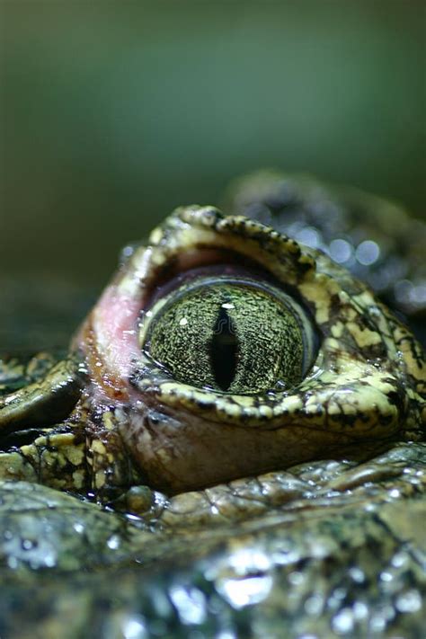 Closeup Of A Crocodile's Eye Royalty Free Stock Photos - Image: 144388