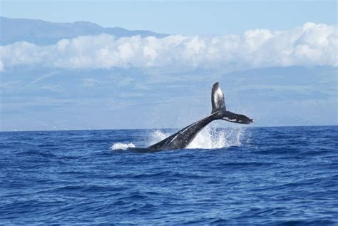 Whale Watching Mirissa Sri Lanka | Blue Whales in Sri Lanka