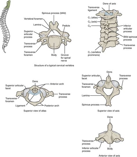 Module 11: Vertebral Column, Thoracic Cage, and Trunk Wall – Anatomy 337 eReader