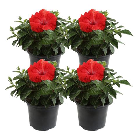 Costa Farms Tropical Plants at Lowes.com