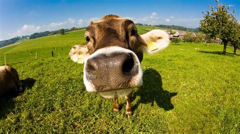 Cute Cow Wallpapers - Top Free Cute Cow Backgrounds - WallpaperAccess