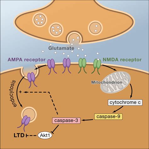 Caspase-3 Activation via Mitochondria Is Required for Long-Term ...