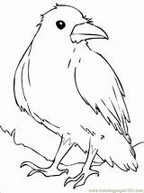 Crows  Free Coloring Pages sketch template