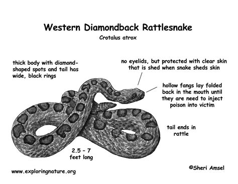 Rattlesnake Rattle Anatomy