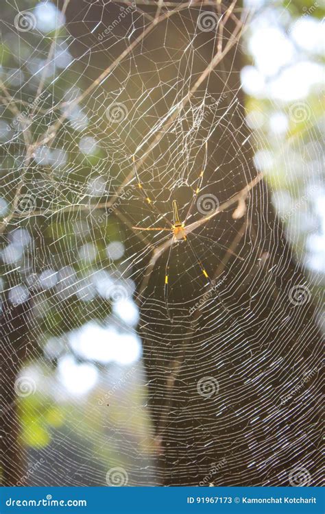 Close up spider on web stock image. Image of forest, circle - 91967173