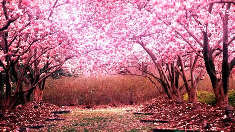 Cherry Blossom Tree Wallpaper 01 - [1920x1080]