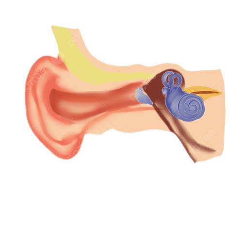Human Ear Eardrum, Human Body, Ear, Eardrum PNG Transparent Clipart Image and PSD File for Free ...