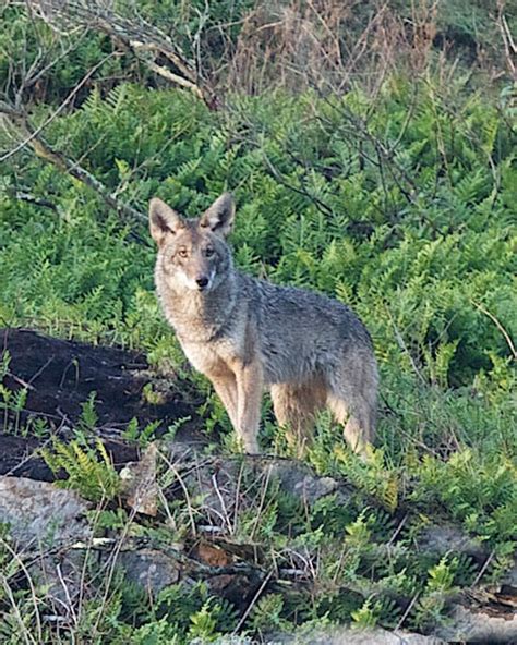 Playfulness & Performing: Coyote Behavior | Coyote Yipps