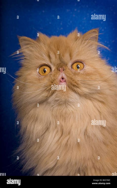 Red Persian cat portrait on blue background Stock Photo - Alamy