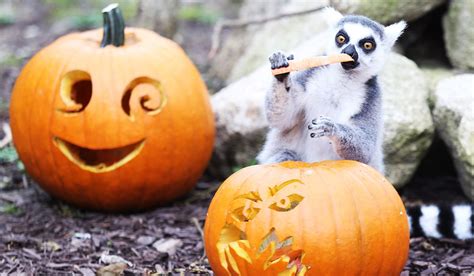 Tayto Park Zoo gets into the spooky season as animals tuck into treats - Extra.ie