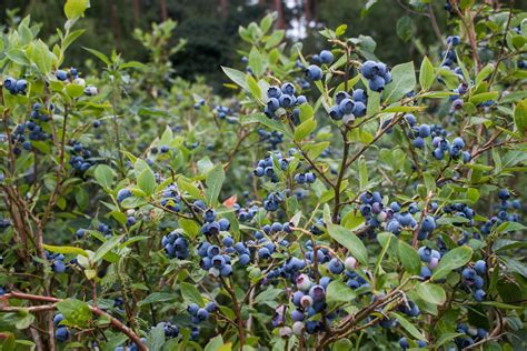 Vaccinium corymbosum (Northern Highbush Blueberry) — Ted Collins Tree ...