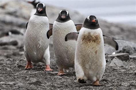 Bird flu found in penguins near Antarctica, 200 chicks dead | The Straits Times