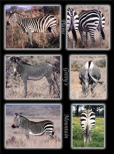 African Zebra Facts | Best Wildlife Facts | Travel Facts