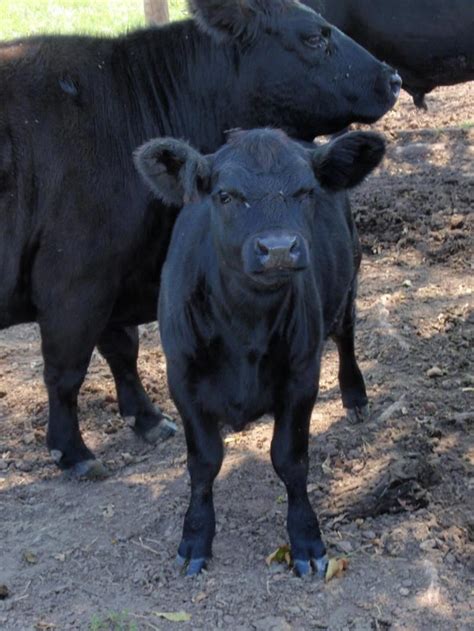 Lowline Cattle, by Hidden Horse Farm | Lowline cattle, Miniature cattle, Cattle