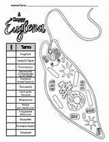 Euglena protist Extension Activity coloring/labeling And Reading sketch template
