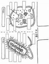 Prokaryotic Cell Coloring Worksheet  Tobanga Colors sketch template