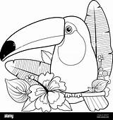 Oiseaux De Toucan Et Plantes Fleurs Exotiques Page coloriage  sketch template